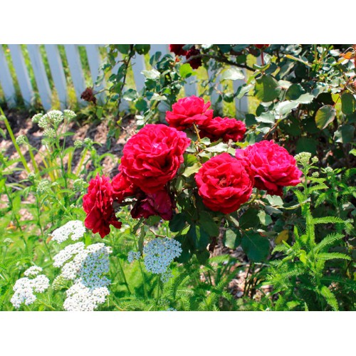 Роза Кримсон Глори: характеристика сорта, посадка, выращивание и уход, отзывы